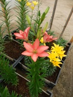 [5005 LittleKiss No01.JPG]